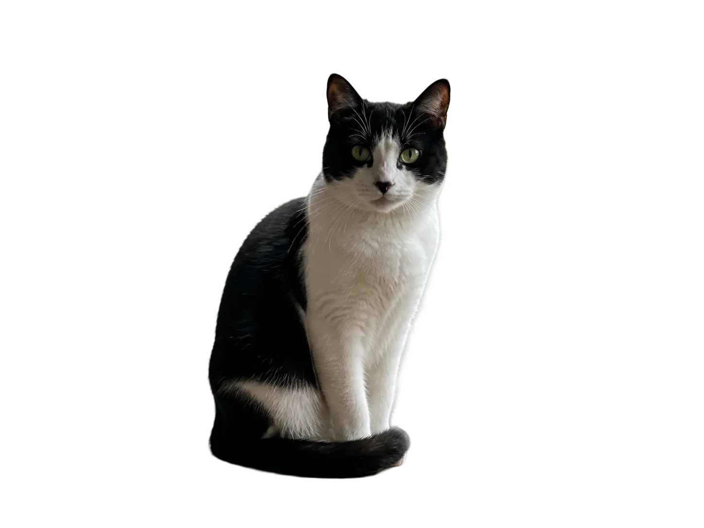 Transparent cat cutout after background removal